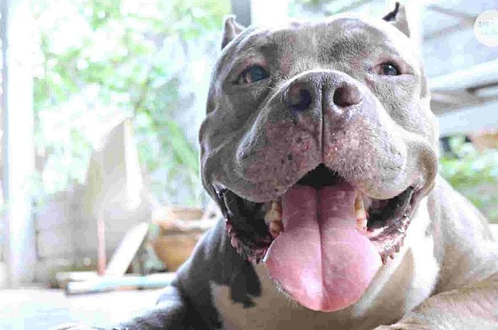 3 Hari Usai Badannya Digigit Anjing Pitbull Milik Tetangganya