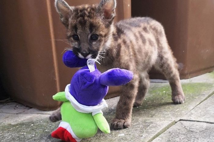 Wanita Muda Pecinta Binatang Ini Punya Anak Puma Diadopsi