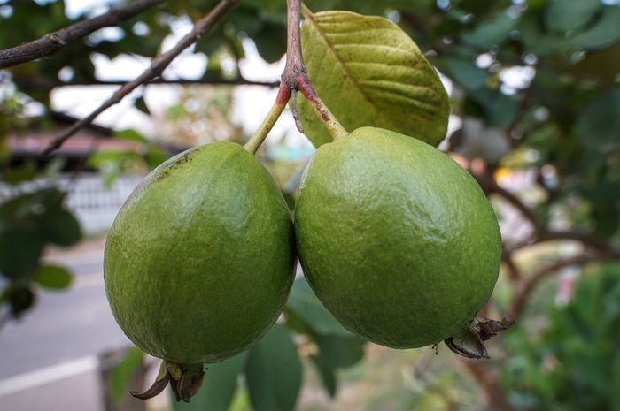 Atasi Diare sampai Cegah Diabetes, Inilah 5 Manfaat Daun Jambu Biji Bobo