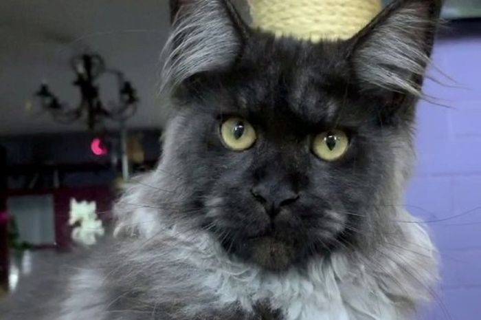 Miliki Wajah Unik Mirip Manusia Peternak Ini Akhirnya Putuskan