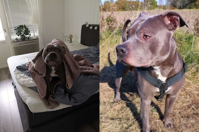 Awalnya Takut Dan Tak Suka Dengan Anjing Pit Bull Milik