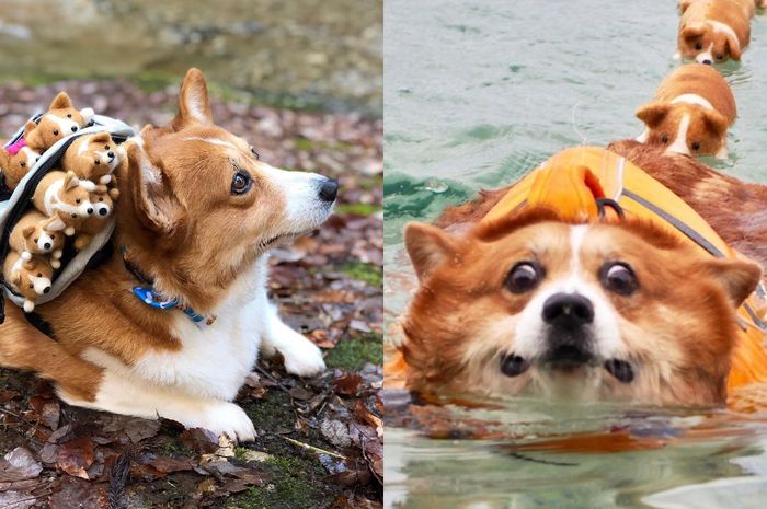 Selebgram Corgi Terlucu Di Dunia Ini 7 Fotonya Yang Gemes Abis
