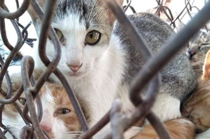 Kasus Kucing Direbus Hidup Hidup Semakin Meningkat Awas Ini Efek