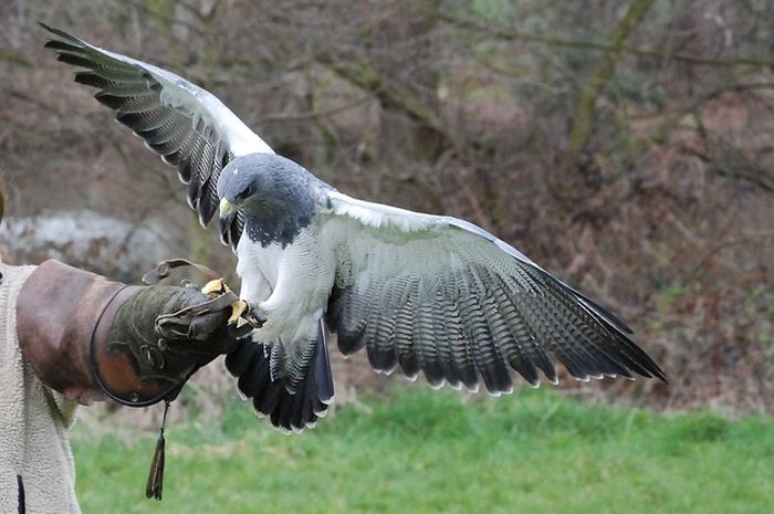 Arti Mimpi Melihat Burung Elang, Ternyata Bisa Jadi Pertanda Hal Ini