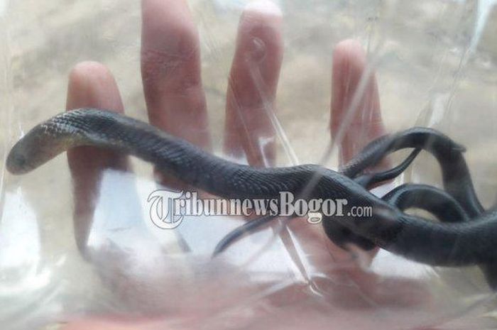 Geger Warga Bogor Diteror Puluhan Ular Kobra Petugas Sampai Bongkar Makam Dan Temukan Hal Mengerikan Ini Semua Halaman Pop Grid Id Geger Warga Bogor Diteror Puluhan Ular Kobra Petugas Sampai Bongkar Makam Dan Temukan Hal Mengerikan Ini Semua Halaman Pop Grid Id