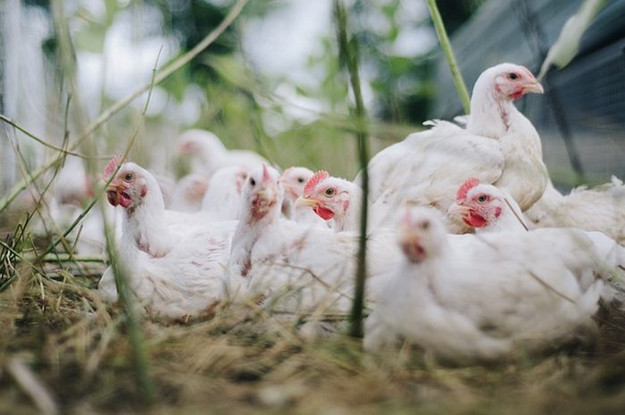 Begini Doa Menyembelih Ayam, Jangan Asal!