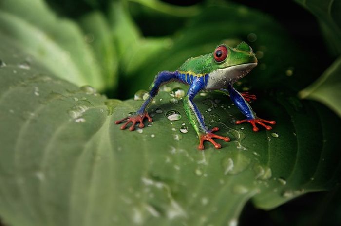 Mimpi katak dalam islam