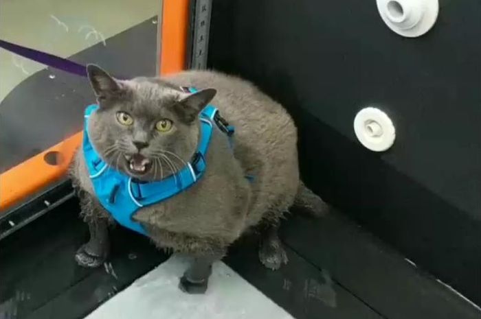Akibat Malas Olahraga Kucing Obesitas Ini Malah Jadi Terkenal Semua Halaman Kids