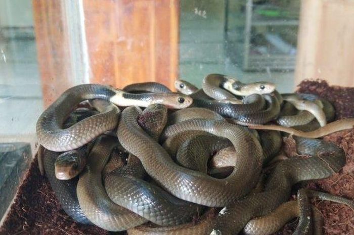 Penemuan ular kobra di karpet masjid di Sukoharjo, Jawa Tengah