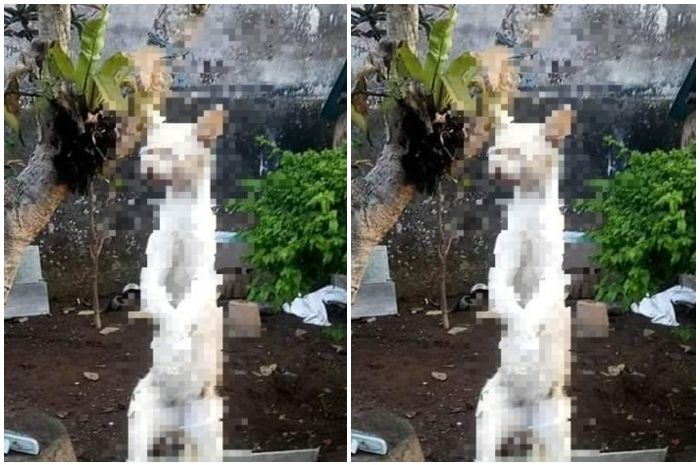 Diduga Makan 9 Ekor Burung Merpati Milik Warga Seekor Kucing