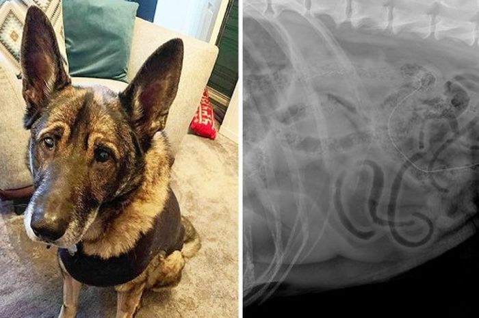 Dikira Makanan Anjing Manis Ini Menyantap Hiasan Pohon Natal