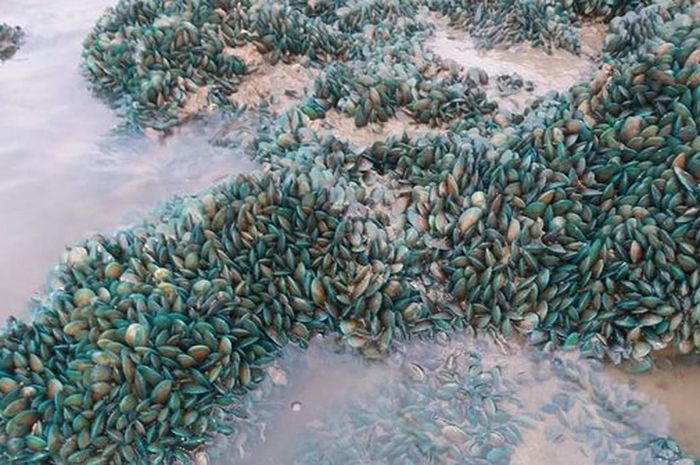 Jadi Buah Simalakama, Jutaan Kerang Hijau Terdampar di ...