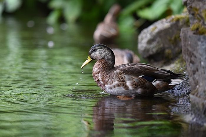 Tafsir Mimpi Melihat Bebek, Benarkah ini Malah Sebuah Pertanda Baik