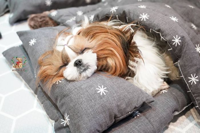 Sebelum Buat Rumah Anjing Tilik Bagian Atap Agar Bebas Dari Jamur
