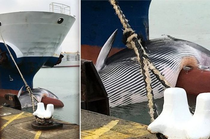 Seru! Begini 6 Potret Keakraban Paus Bungkuk dan Manusia, Enggak Seram