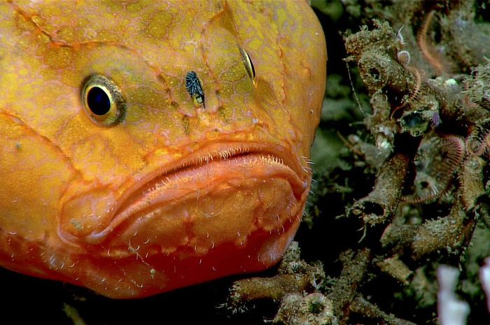 Gunakan Teknologi Modern yang Bisa Capai Laut Dalam, Ikan dengan 'Kaki