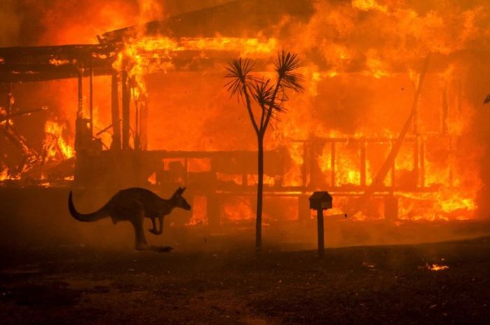 Inilah Potret Memilukan Ketika Kanguru Dan Koala Hangus Terbakar Inilah Potret Memilukan Ketika Kanguru Dan Koala Hangus Terbakar