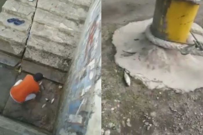 440 Koleksi Kolase Ikan Laga HD