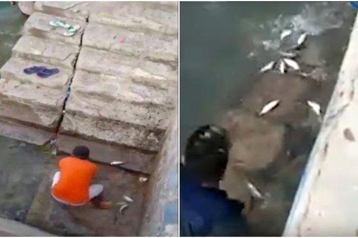 58 Video Kolase Ikan Gratis Terbaik