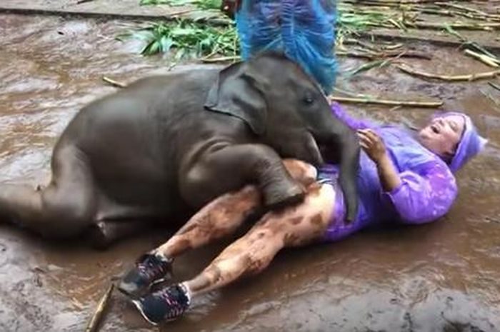 Bikin Haru  Kisah Hangat Persahabatan Gajah Buta dengan Musisi Ini Unik