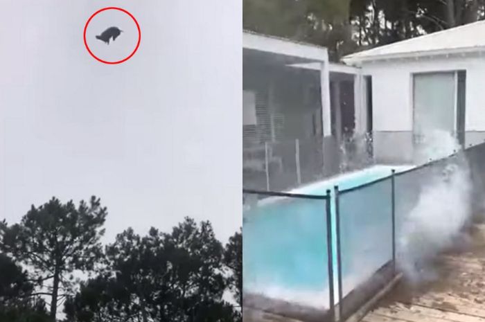 Viral babi dilempar dari helikopter.