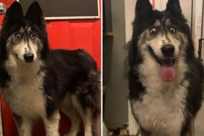 Anjing Ras Husky Ini Dibuang Oleh Pemiliknya Diduga Karena