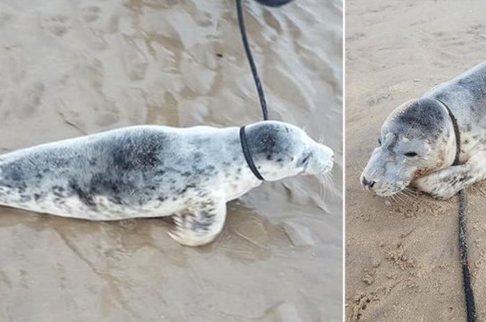 Anak Anjing Laut Diselamatkan Setelah Terluka Karena Dilempari