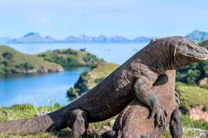 Foto Komodo Hadang Truk Pekerja Bikin Heboh Pembangunan Jurassic Park Di Tn Komodo Jadi Sorotan Begini Kronologinya Semua Halaman Fotokita