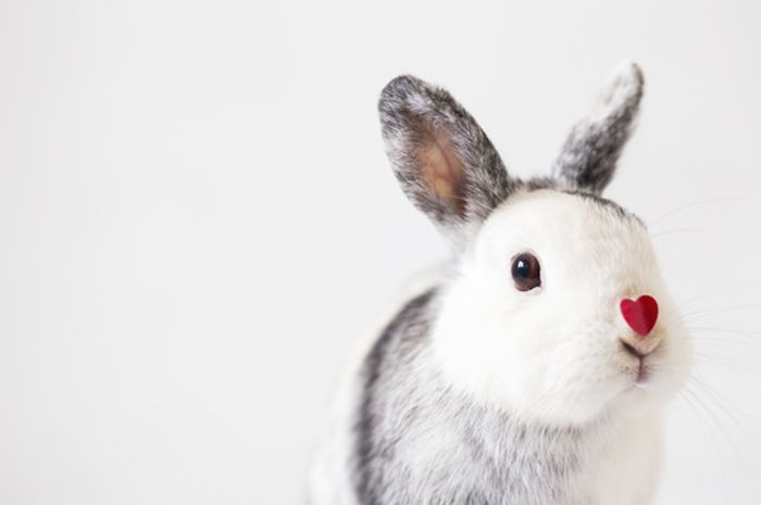 Ungkap Nasib Shio Kelinci Pada Tahun Tikus Logam Ada Potensi Sial Semua Halaman Sonora Id