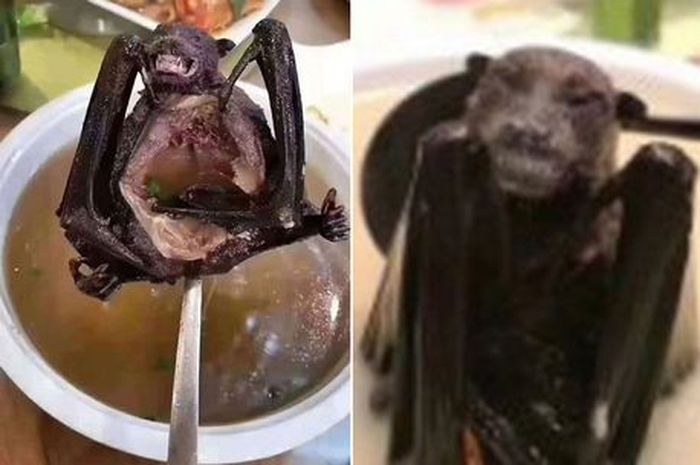 Pantas Saja Coronavirus Penyakit Misterius Jenis Baru Ini Muncul