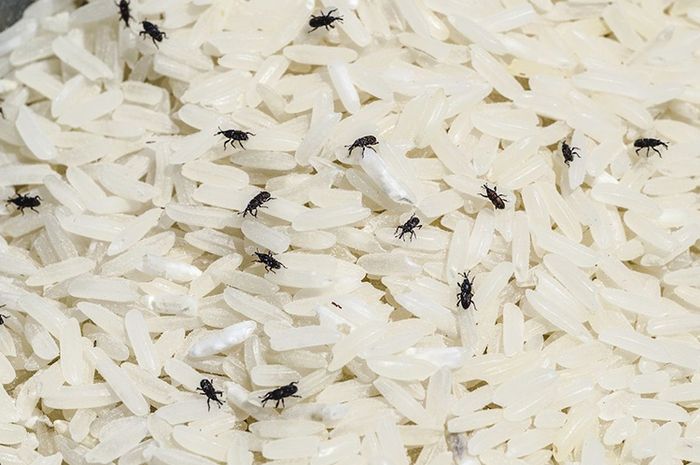 Cara menghilangkan kutu pada beras secara alami
