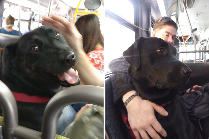 Lucu Banget Anjing Ini Pergi Ke Taman Naik Bus Sendirian Tiap