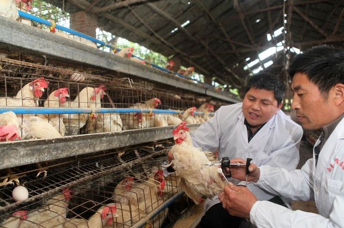 ilustrasi virus flu burung atau H1N1 yang kembali menghantui China