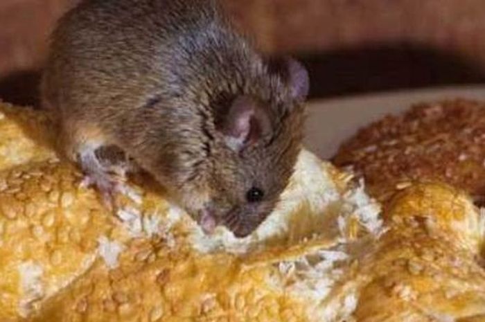 Sangat Terganggu dengan Ulah Tikus di Rumah? Ini Cara Tepat