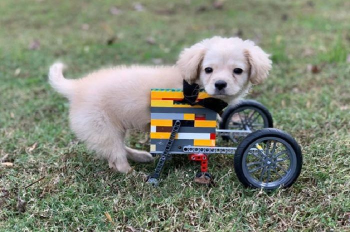 Anjing Berkaki Dua Ini Punya Kursi Roda yang Keren, Tersusun dari Balok