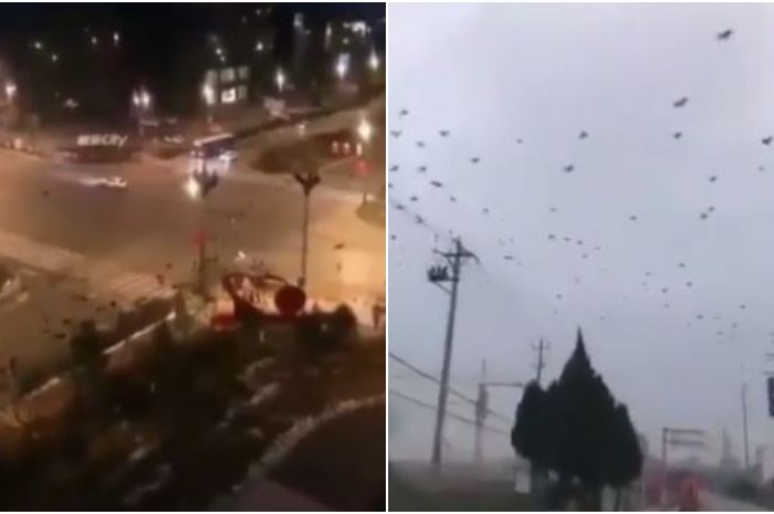 Viral Video Ribuan Gagak Diduga Terbang Penuhi Langit Wuhan