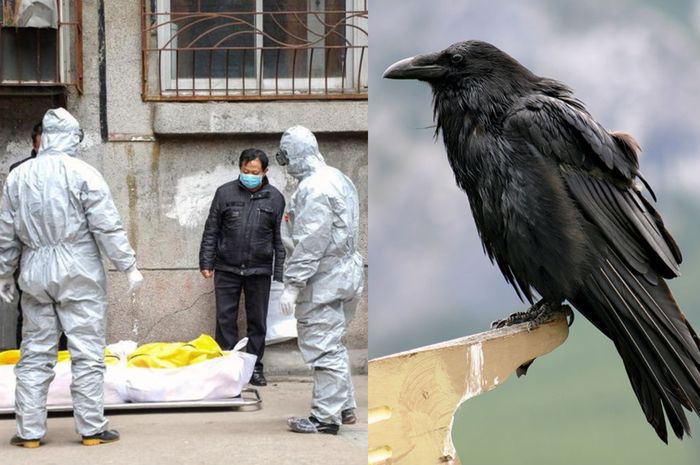 Ribuan Gagak Hitam Serbu Kota Wuhan Usai Terjangkit Virus Corona