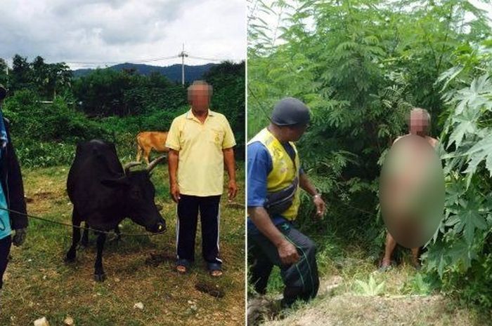 101+ Gambar Kolase Sapi Gratis Terbaik 101+ Gambar Kolase Sapi Gratis Terbaik