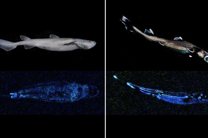 Dongeng Cerita Rakyat Maluku Utara Temuan Menakjubkan Cumi cumi Raksasa dan Hiu Glow In The 