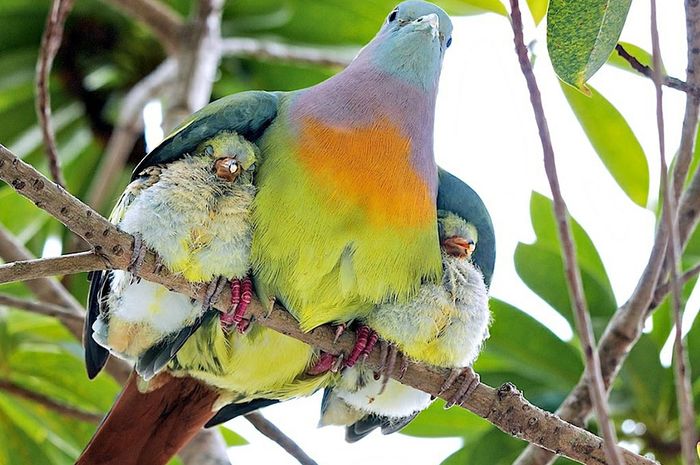 Keragaman Hayati Hutan Tropis di Kalimantan, Taman Nasional Betung