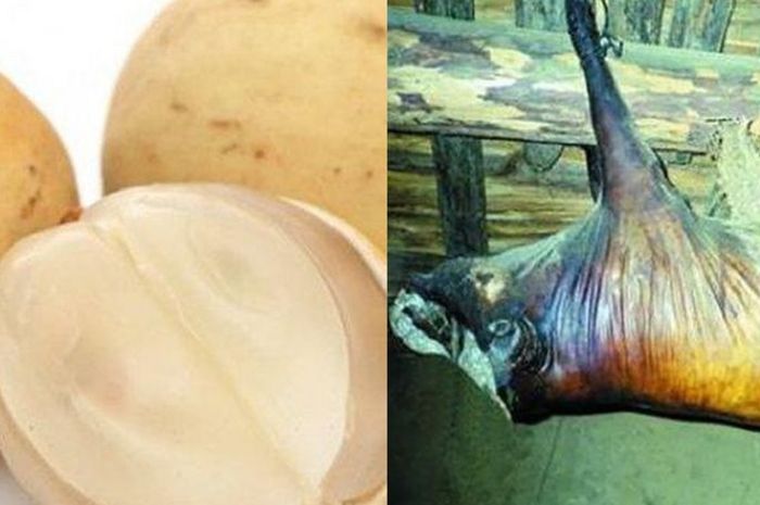 BERITA TERPOPULER: Makan Buah Duku Ternyata Bikin Kita Terhindar Dari