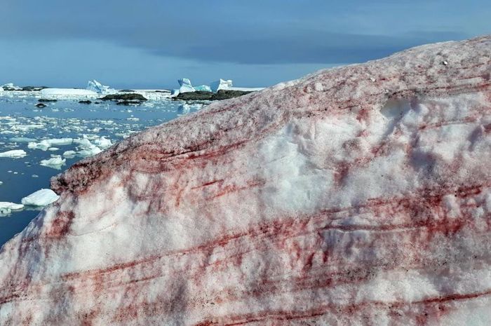 Mengenal Greenland, Negara yang Sempat Ingin Dibeli Banyak Orang Kaya
