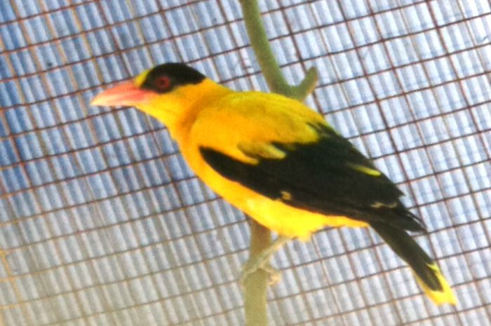 32 Mimpi burung berkicau