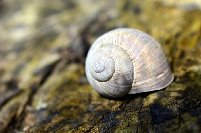 Sinopsis Dongeng Anak Asal usul Cangkang Siput Materi 