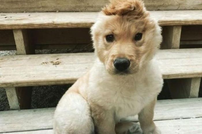 Bikin Gemas! Filter Aplikasi Ini Bisa Ubah Wajah Anjing Jadi Karakter