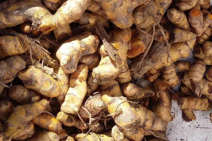 5 Khasiat Temulawak, Mulai dari Cegah Kanker hingga Jaga Kesehatan Hati