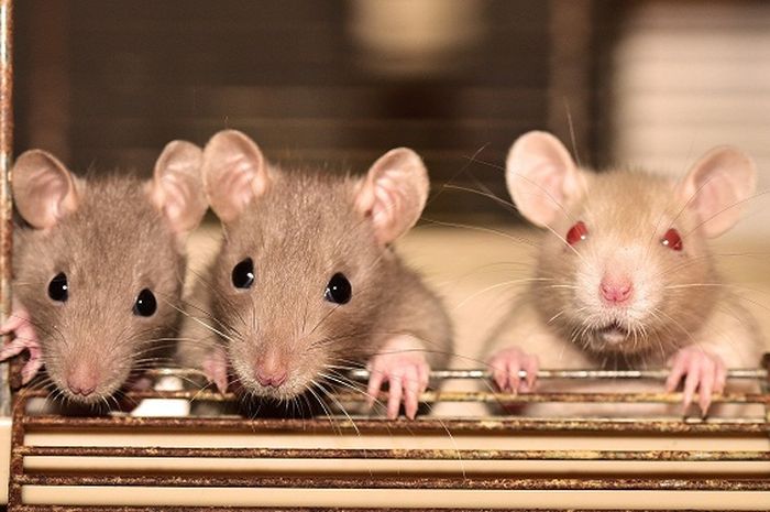 Gejala Penyakit Obat Tradisional Setelah virus corona, China kembali dipusingkan dengan virus yang berasal dari tikus bernama hantavirus atau virus hanta.