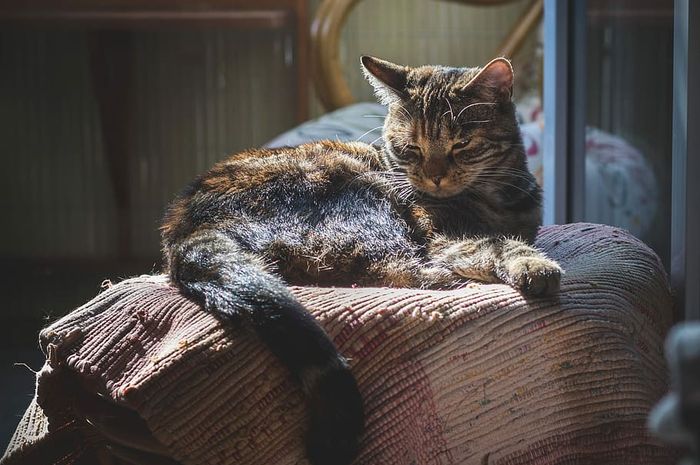 7 Penyebab Bulu Kucing  Rontok  dan Cara Mengatasinya Coba 