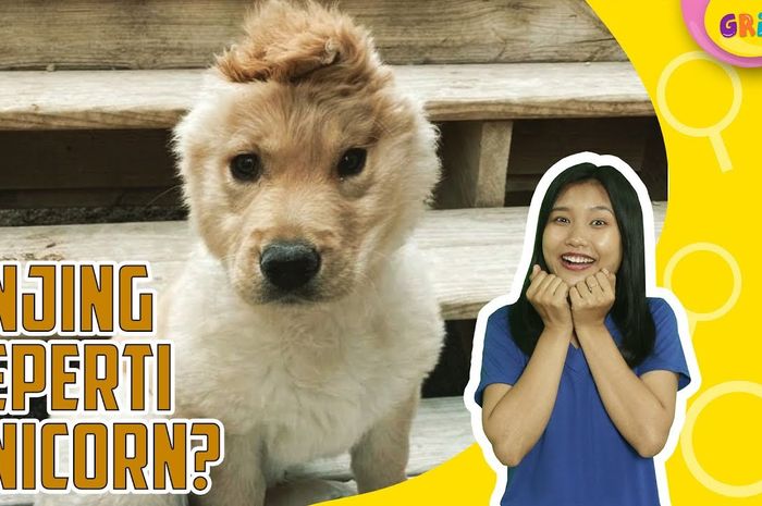 Berhati Mulia, Perempuan Ini Adopsi 6 Anjing Berkebutuhan Khusus, Kisah