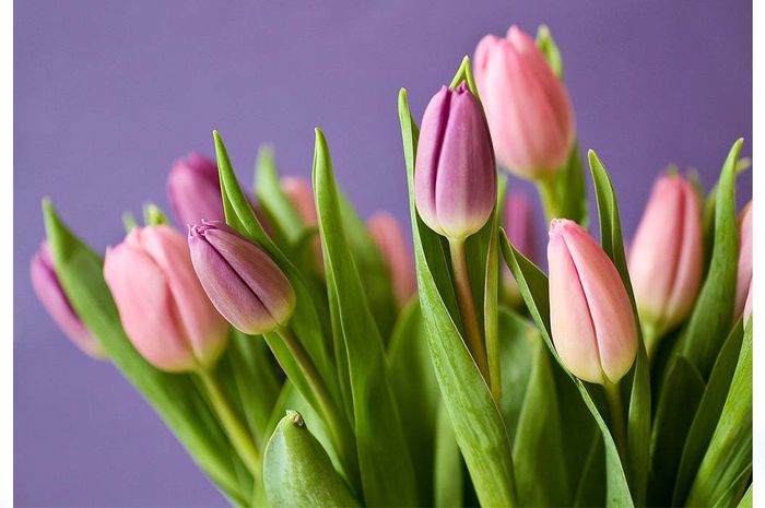 Bukan dari Belanda, Bunga Tulip Ternyata Berasal dari Turki! Inilah 5